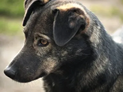 Pies do adopcji, Pabianice, 21 grudnia 2023 (3/4)