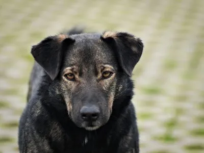 Pies do adopcji, Pabianice, 21 grudnia 2023 (4/4)