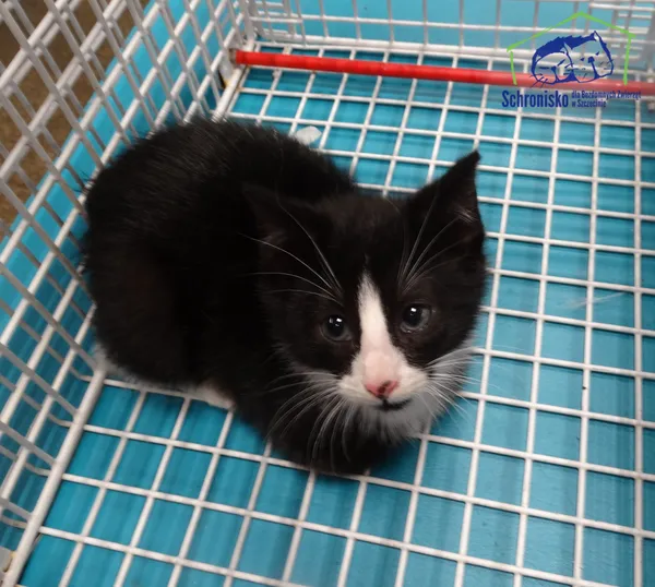 Kot do adopcji, Szczecin, 12 listopada 2024