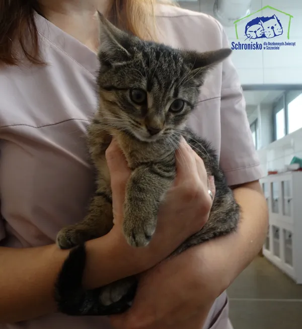 Kot do adopcji, Szczecin, 12 listopada 2024