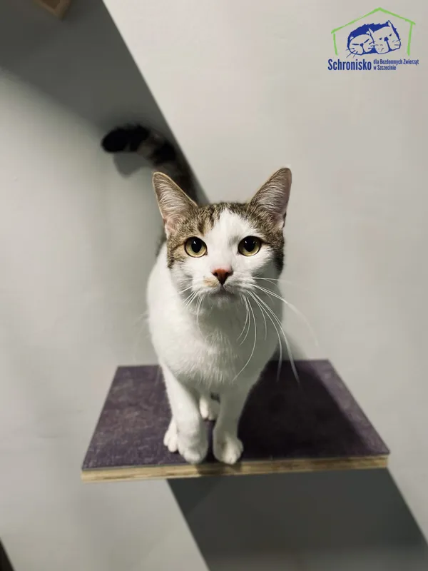 Kot do adopcji, Szczecin, 22 sierpnia 2024