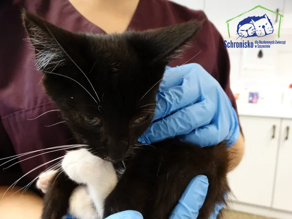 Kot do adopcji, Szczecin, 21 sierpnia 2024