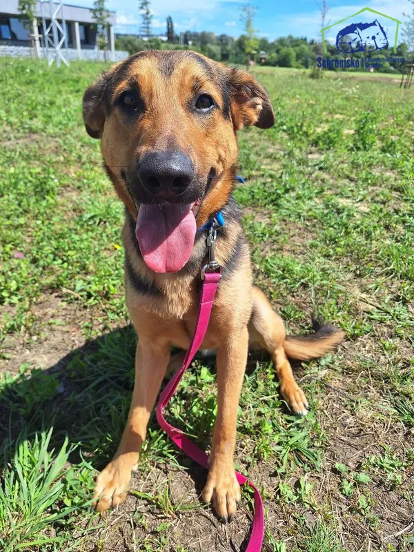 Pies do adopcji, Szczecin, 29 listopada 2024 (3/3)