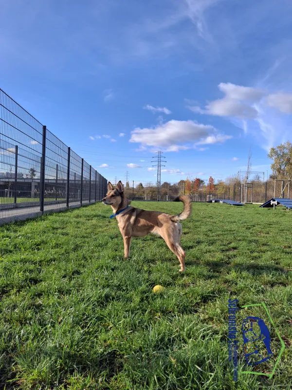 Pies do adopcji, Szczecin, 27 sierpnia 2024 (3/4)