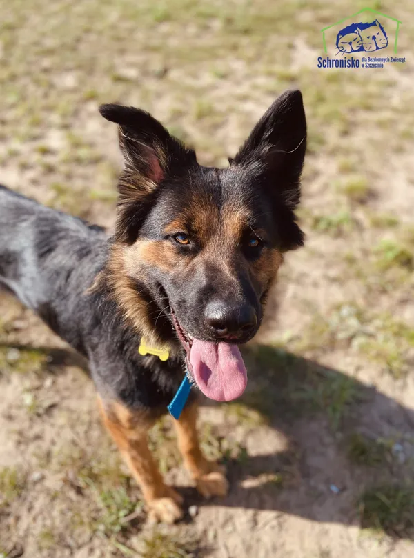 Pies do adopcji, Szczecin, 21 sierpnia 2024 (1/3)