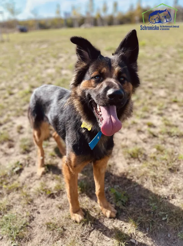 Pies do adopcji, Szczecin, 21 sierpnia 2024 (2/3)