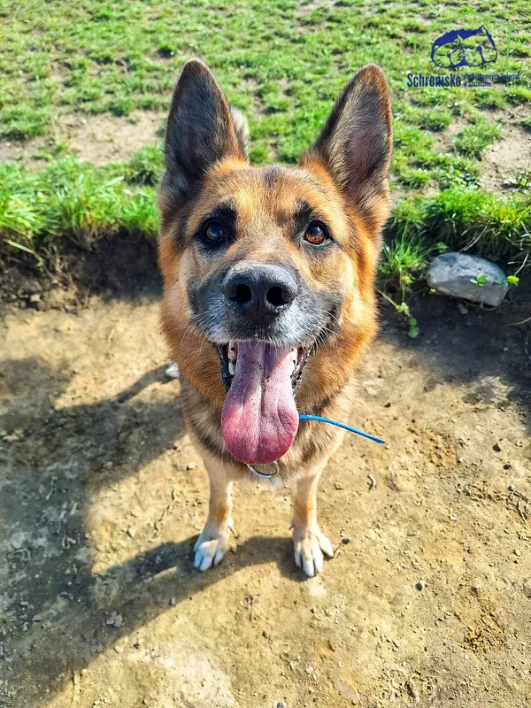 Pies do adopcji, Szczecin, 29 lipca 2024 (1/3)