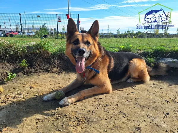 Pies do adopcji, Szczecin, 29 lipca 2024 (2/3)