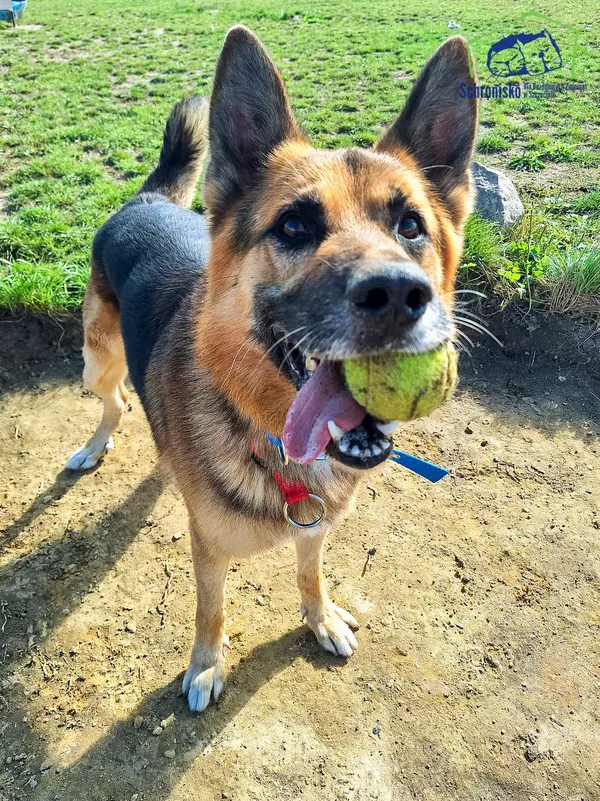 Pies do adopcji, Szczecin, 29 lipca 2024 (3/3)