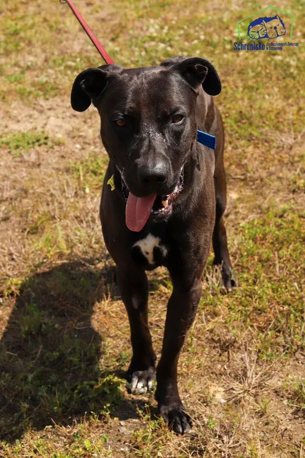 Pies do adopcji, Szczecin, 31 maja 2024 (1/3)