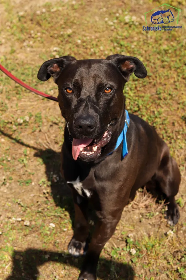 Pies do adopcji, Szczecin, 31 maja 2024 (2/3)