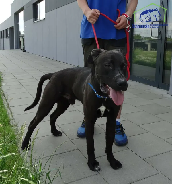 Pies do adopcji, Szczecin, 31 maja 2024 (3/3)
