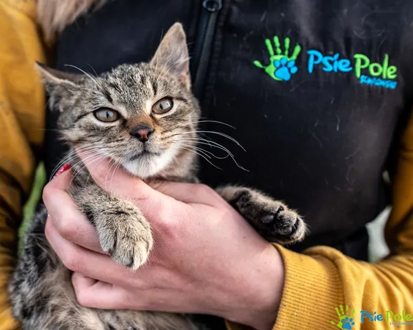 Kot do adopcji, Racławice, 9 grudnia 2024 (2/5)