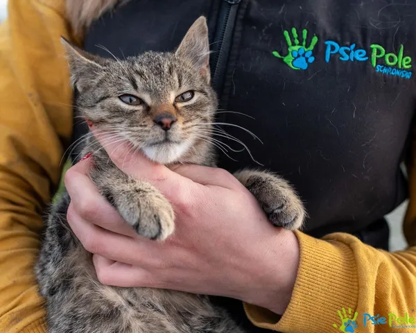 Kot do adopcji, Racławice, 9 grudnia 2024 (3/5)