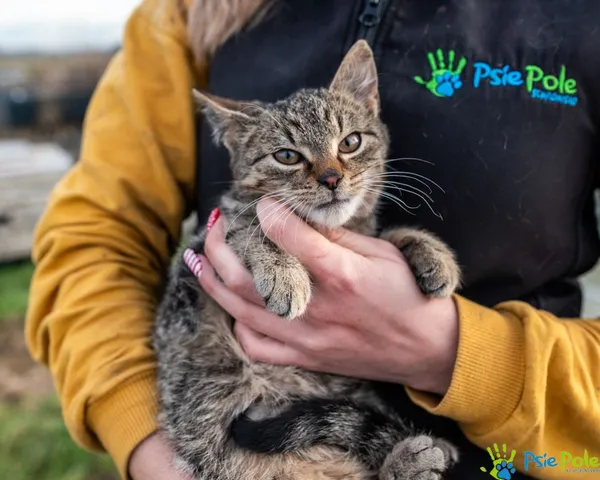 Kot do adopcji, Racławice, 9 grudnia 2024 (4/5)