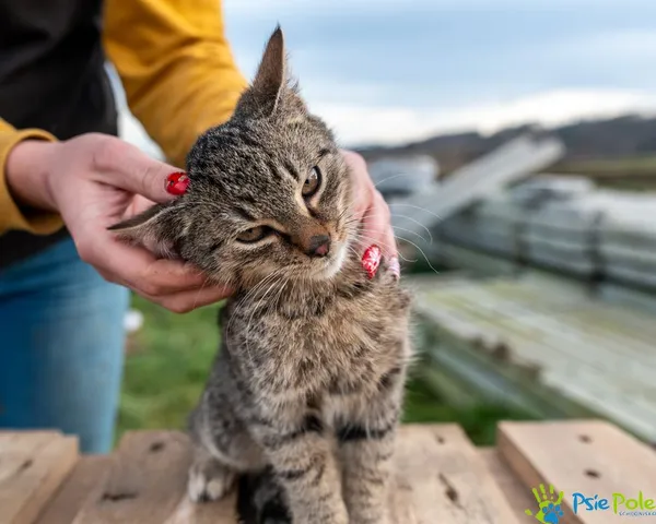 Kot do adopcji, Racławice, 9 grudnia 2024 (5/5)