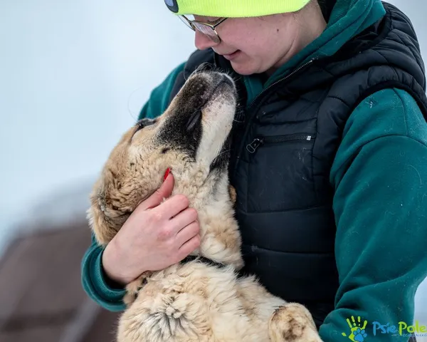 Pies do adopcji, Racławice, 4 grudnia 2024 (4/5)