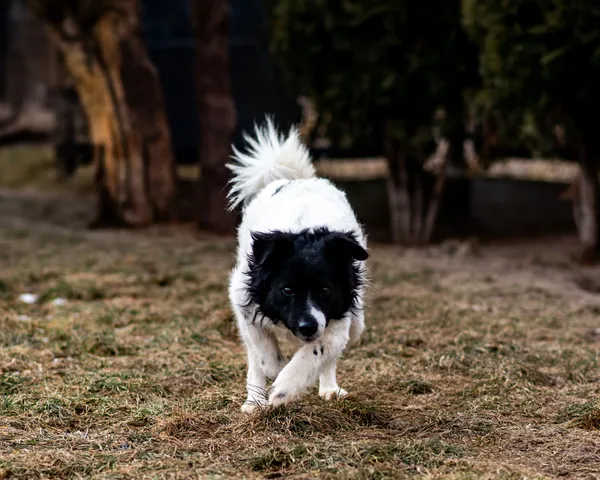 Pies do adopcji, Racławice, 9 grudnia 2024 (1/5)