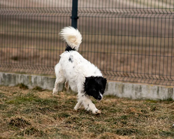 Pies do adopcji, Racławice, 9 grudnia 2024 (2/5)