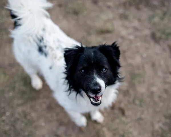 Pies do adopcji, Racławice, 9 grudnia 2024 (3/5)