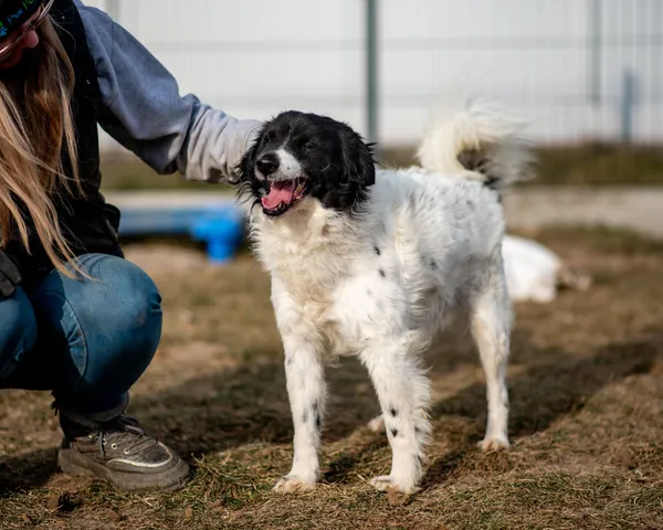 Pies do adopcji, Racławice, 9 grudnia 2024 (5/5)