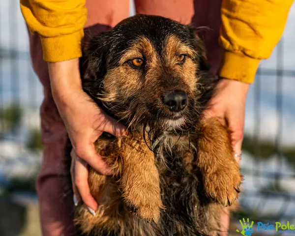 Pies do adopcji, Racławice, 9 grudnia 2024 (3/5)