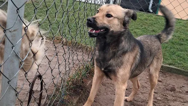 Znaleziono psa, Tatary, 8 października 2024 (1/3)