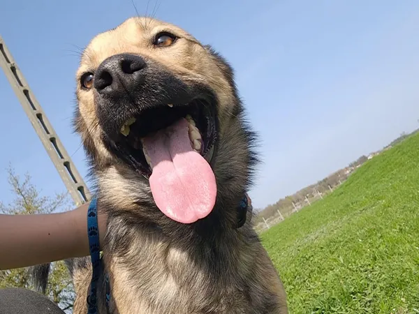 Znaleziono psa, Tatary, 8 października 2024 (2/3)