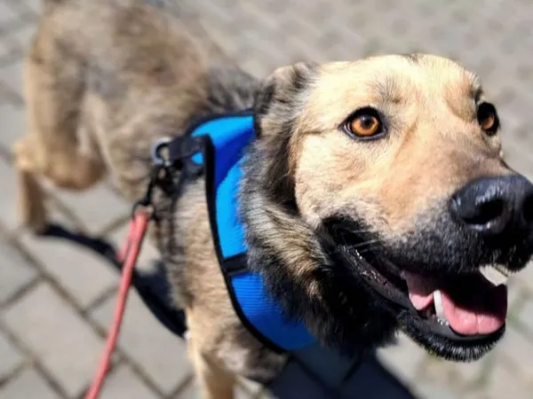 Znaleziono psa, Tatary, 8 października 2024 (3/3)