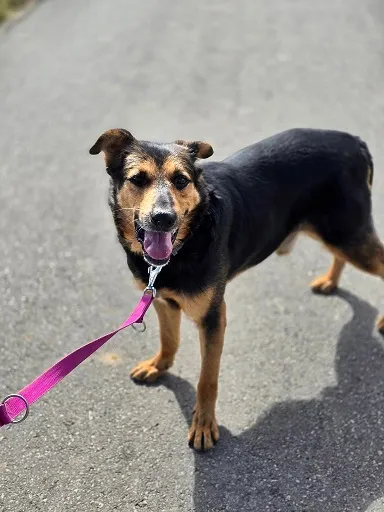 Pies do adopcji, Orzechowce, 11 grudnia 2024 (2/3)