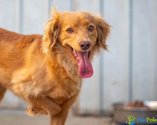 Znaleziono psa, Racławice, 11 grudnia 2024 (3/5)