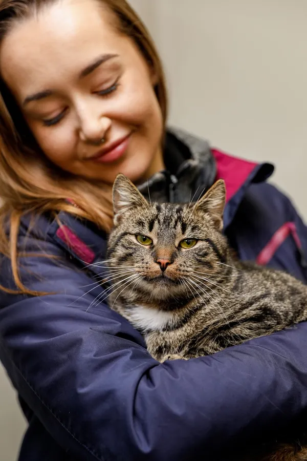 Kot do adopcji, Elbląg, 6 grudnia 2024 (3/3)