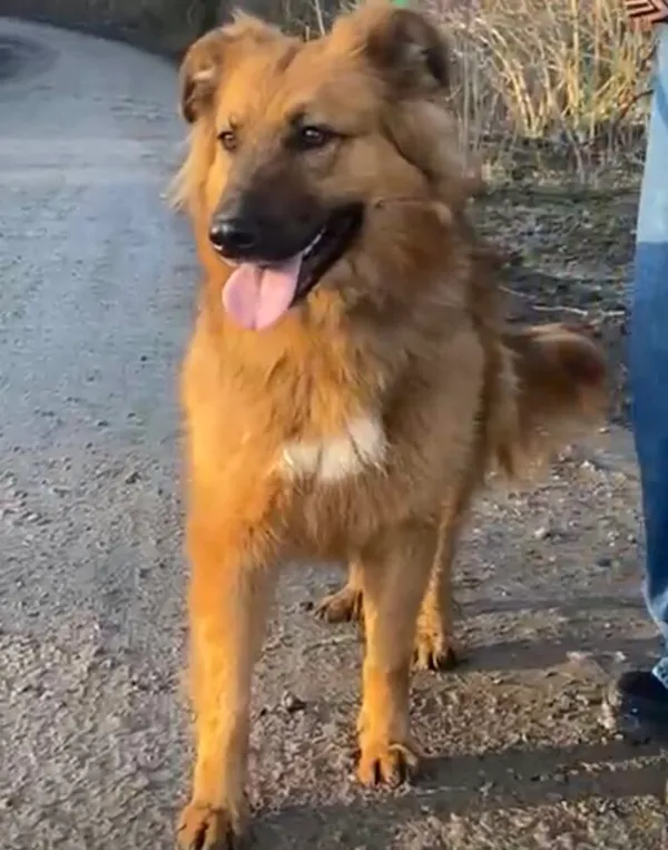 Pies do adopcji, Głowno, 12 grudnia 2024 (1/5)