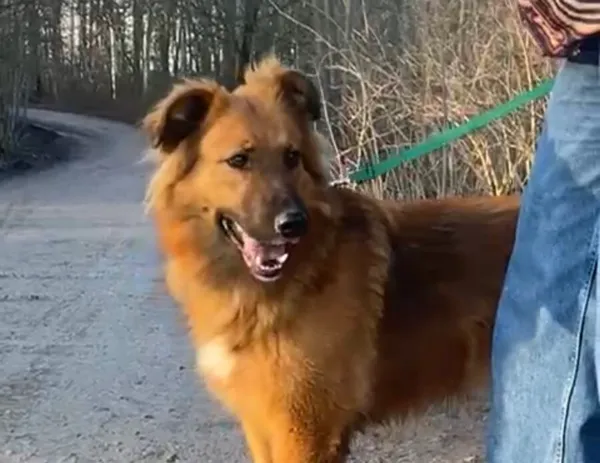 Pies do adopcji, Głowno, 12 grudnia 2024 (2/5)