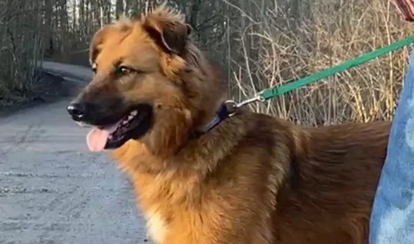 Pies do adopcji, Głowno, 12 grudnia 2024 (3/5)