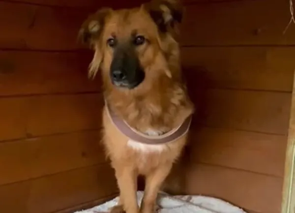 Pies do adopcji, Głowno, 12 grudnia 2024 (5/5)