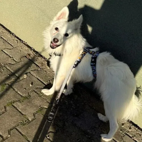 Pies do adopcji, Głowno, 5 września 2024 (2/5)