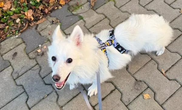 Pies do adopcji, Głowno, 5 września 2024 (3/5)