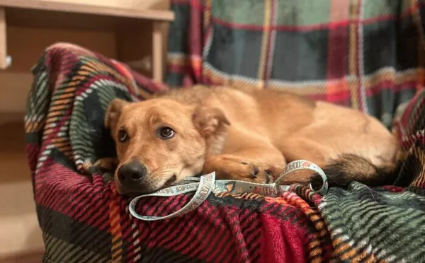 Pies do adopcji, Głowno, 27 sierpnia 2024 (2/5)