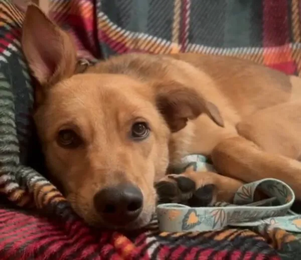 Pies do adopcji, Głowno, 27 sierpnia 2024 (4/5)