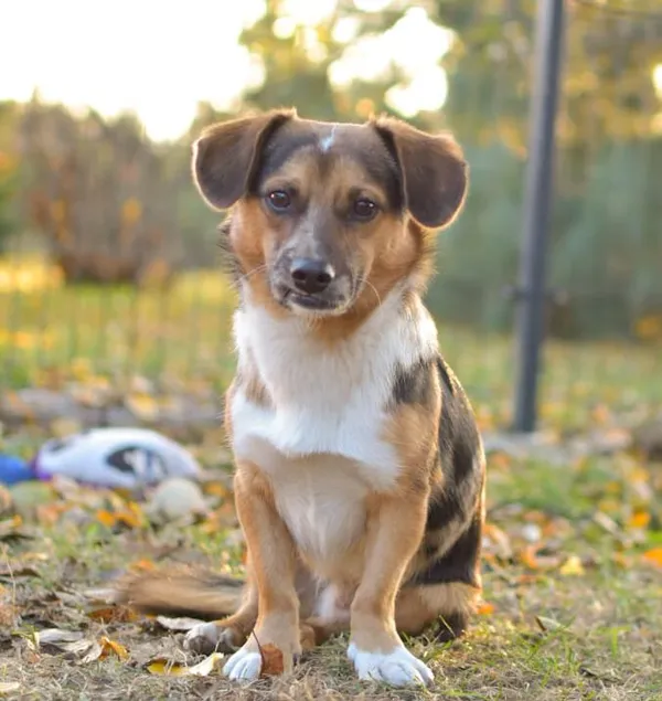 Pies do adopcji, Głowno, 25 lipca 2024 (1/5)