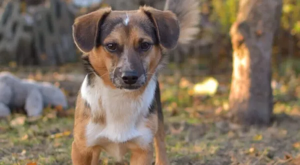 Pies do adopcji, Głowno, 25 lipca 2024 (3/5)