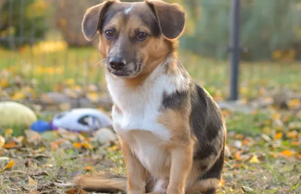 Pies do adopcji, Głowno, 25 lipca 2024 (4/5)