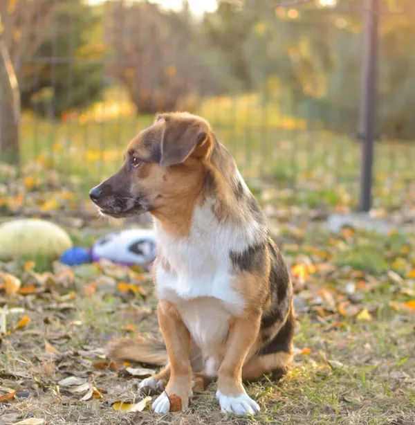 Pies do adopcji, Głowno, 25 lipca 2024 (5/5)