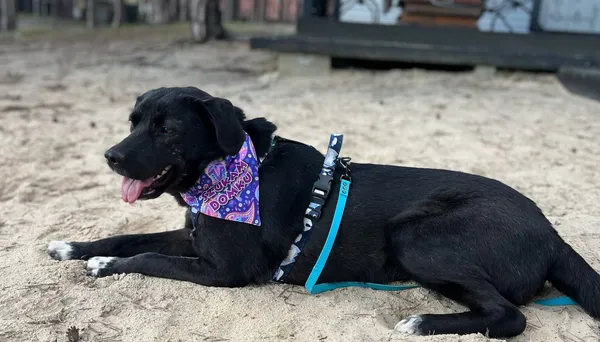 Pies do adopcji, Głowno, 24 lipca 2024 (1/5)