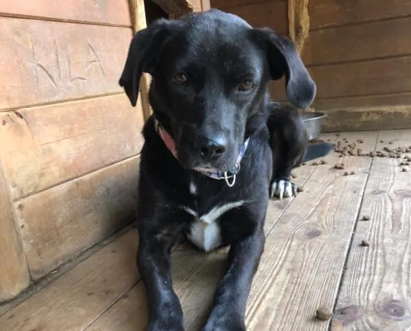 Pies do adopcji, Głowno, 24 lipca 2024 (2/5)