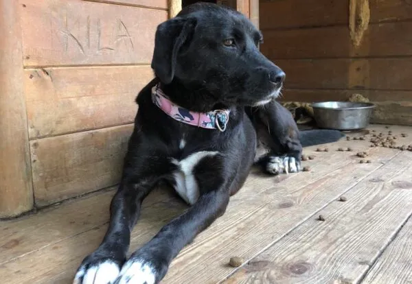 Pies do adopcji, Głowno, 24 lipca 2024 (3/5)