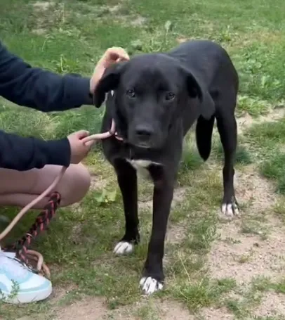 Pies do adopcji, Głowno, 24 lipca 2024 (4/5)