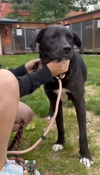 Pies do adopcji, Głowno, 24 lipca 2024 (5/5)