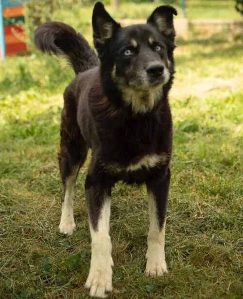 Pies do adopcji, Głowno, 17 lipca 2024 (1/5)